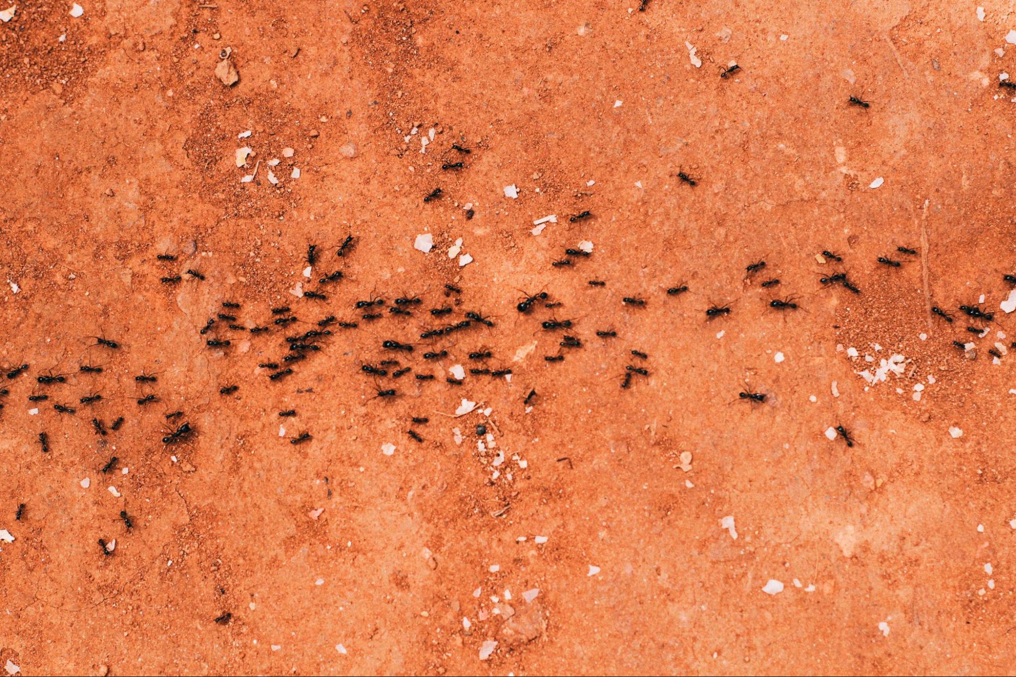 Ant Infestations
