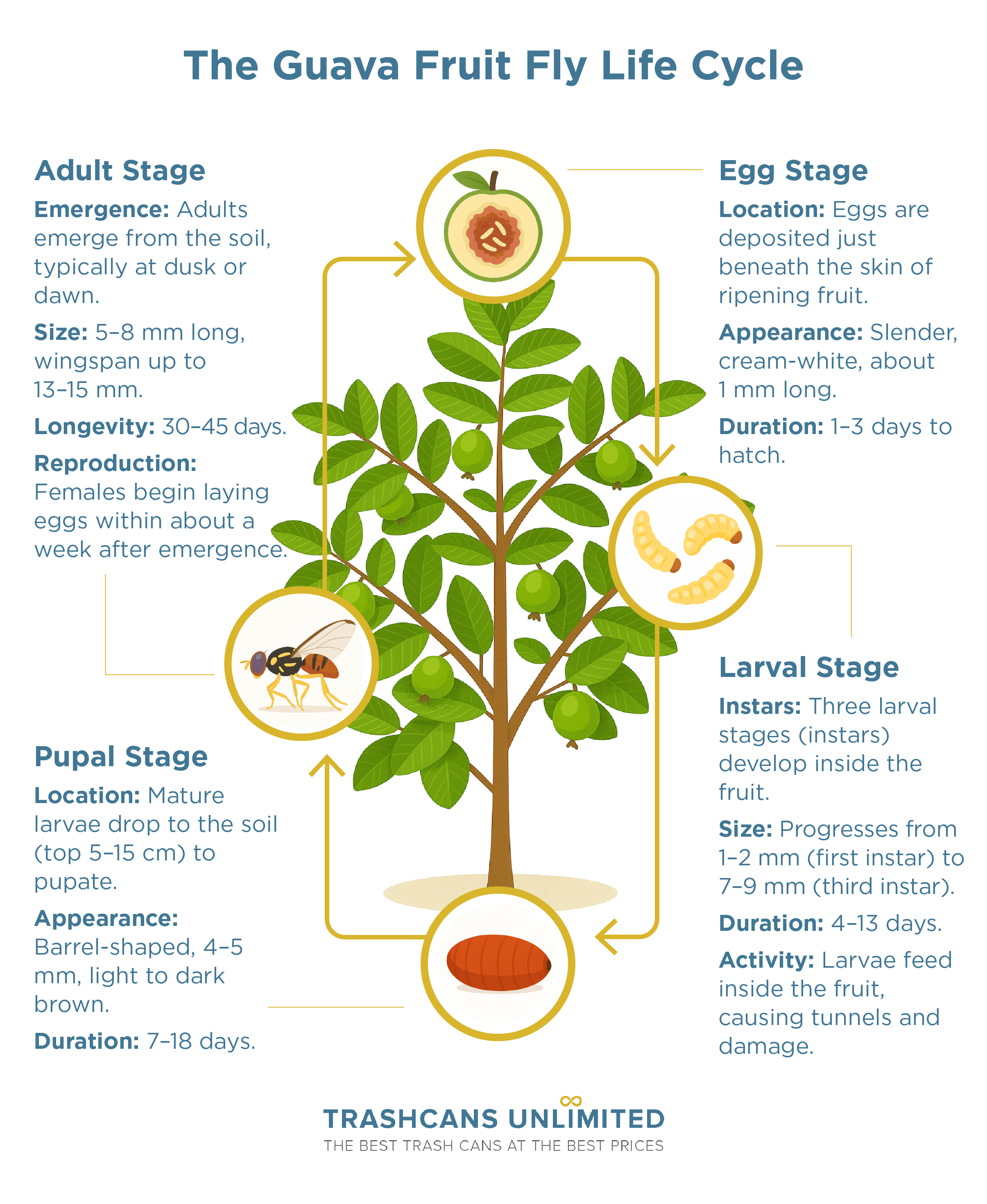 Illustrated diagram of the guava fruit fly life cycle showing egg, larval, pupal, and adult stages with size, duration, and location details.