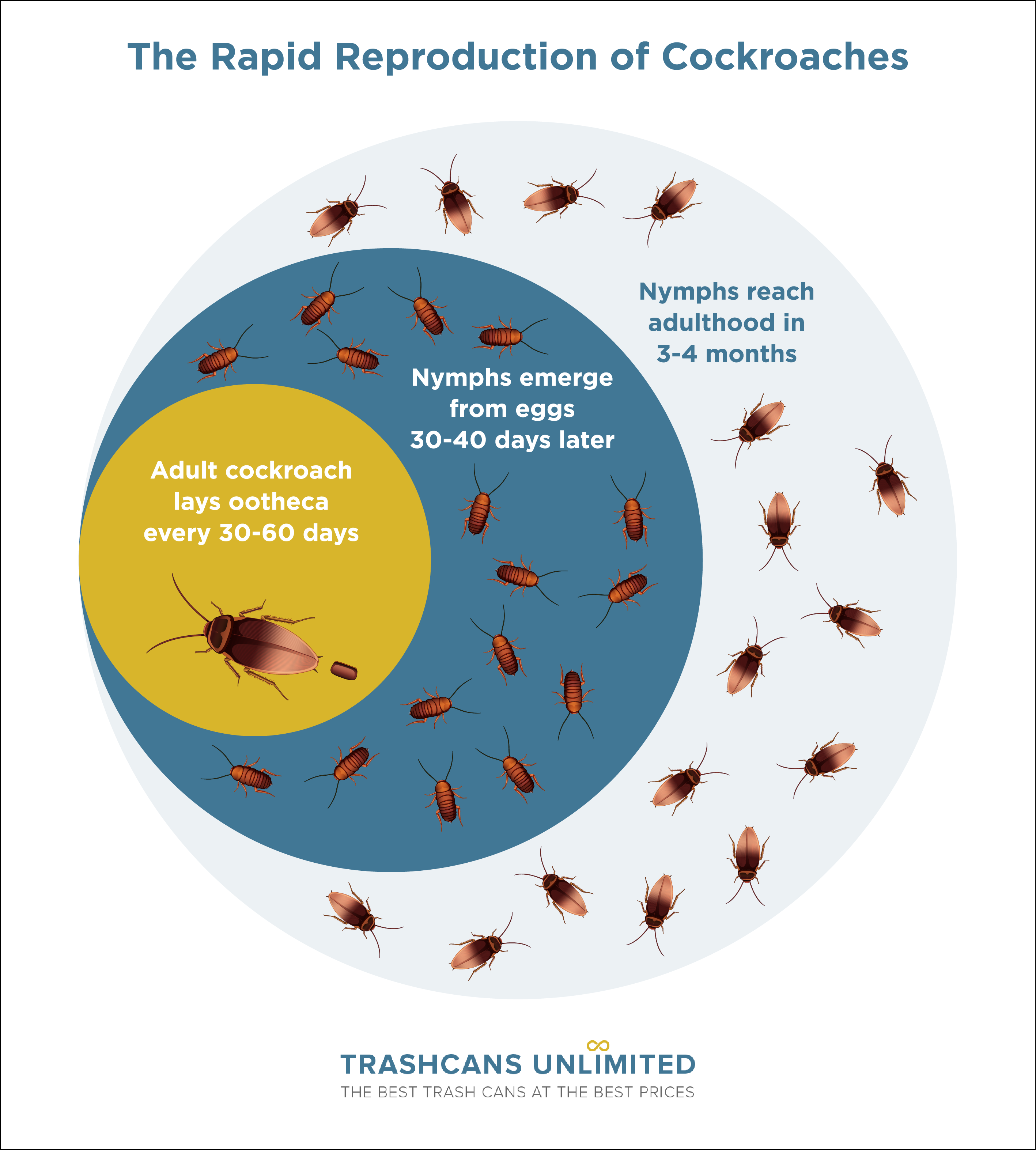 Diagram showing how often cockroaches lay eggs, from egg to nymph to adult, with key reproduction and growth stages.