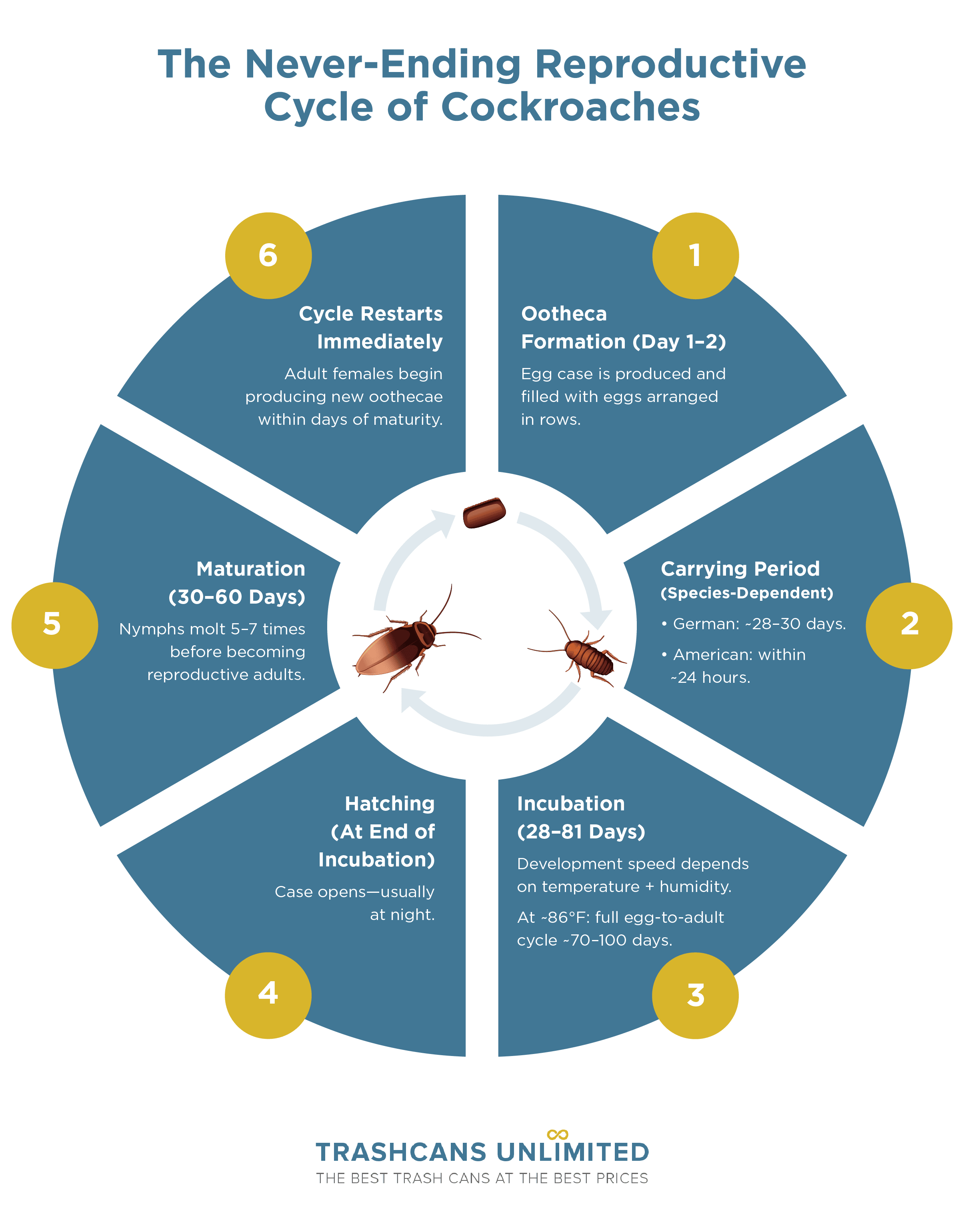 The Never-Ending Reproductive Cycle of Cockroaches
