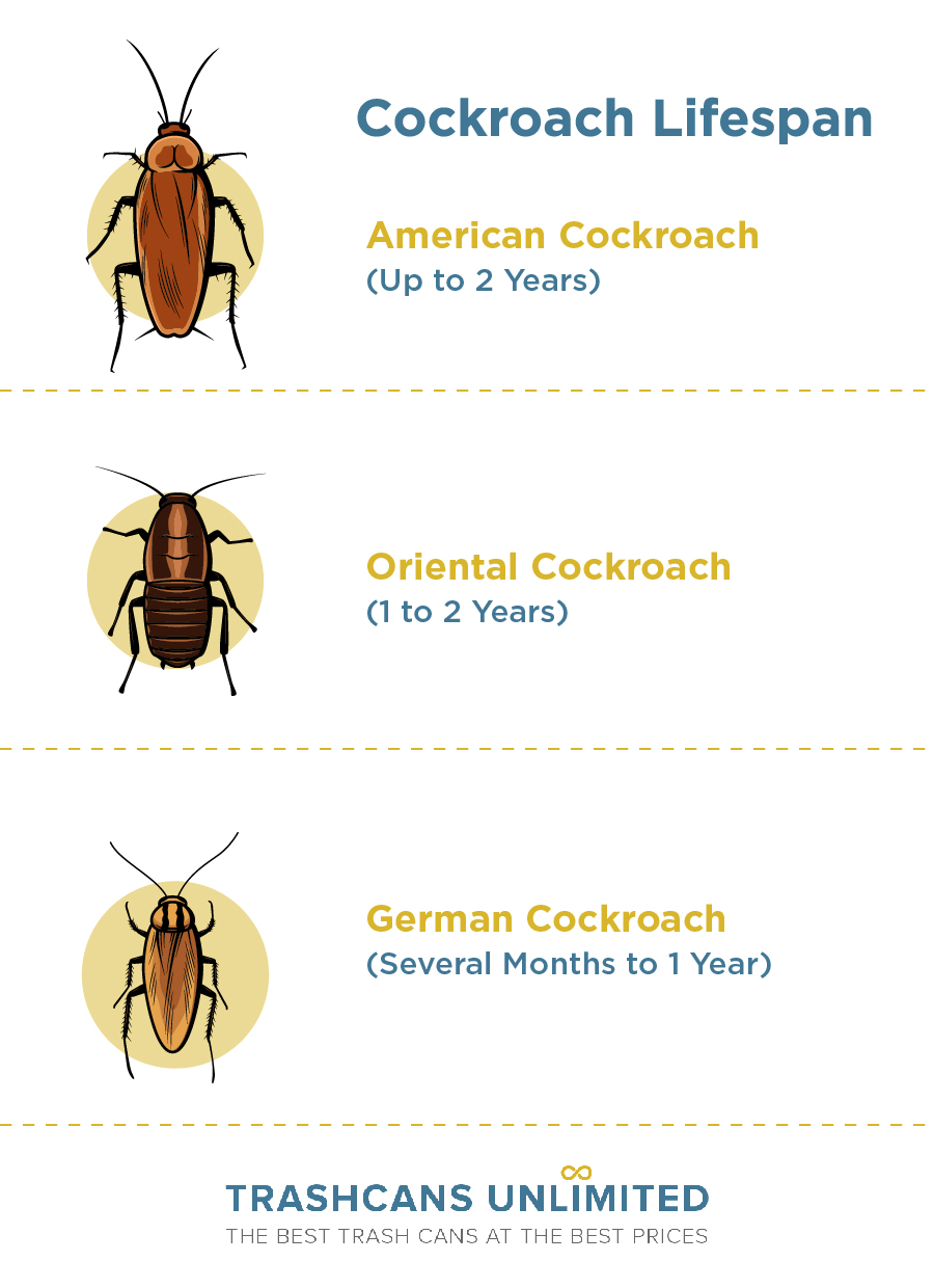 Cockroach Lifespan