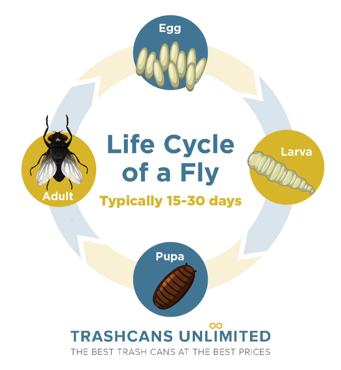 https://trashcansunlimited.com/product_images/uploaded_images/infographic-life-cycle-of-a-fly.jpg