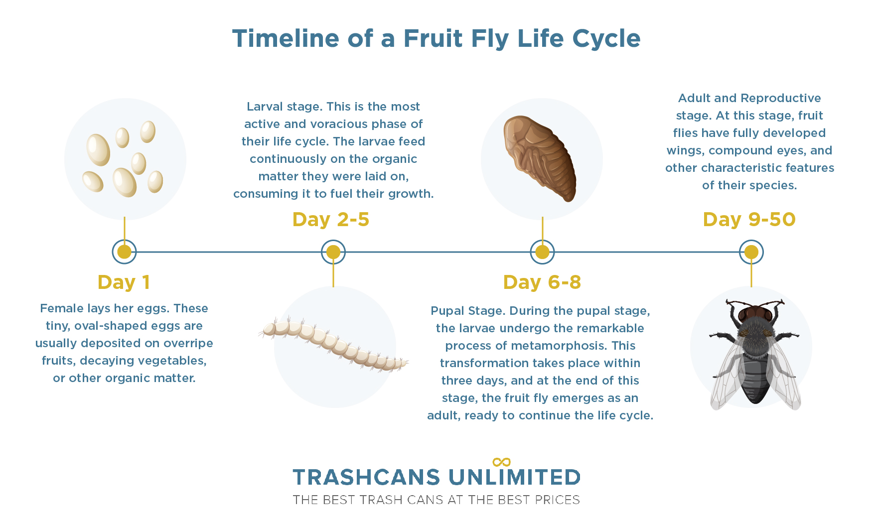 Timeline of a Fruit Fly Life Cycle