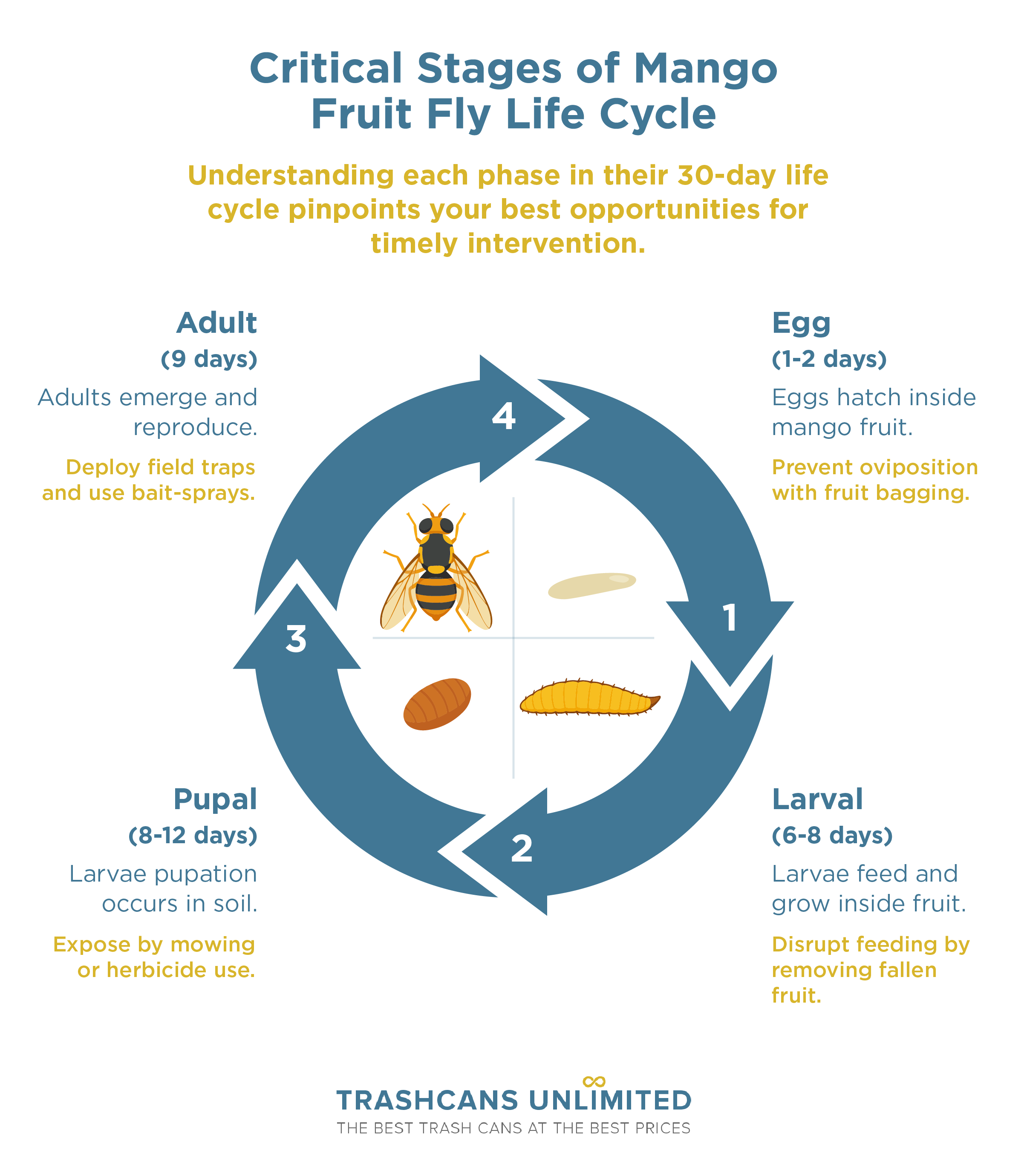 Detailed diagram of the mango fruit fly life cycle highlighting egg, larval, pupal, and adult stages for better pest management decisions.